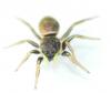 Heliophanus auratus